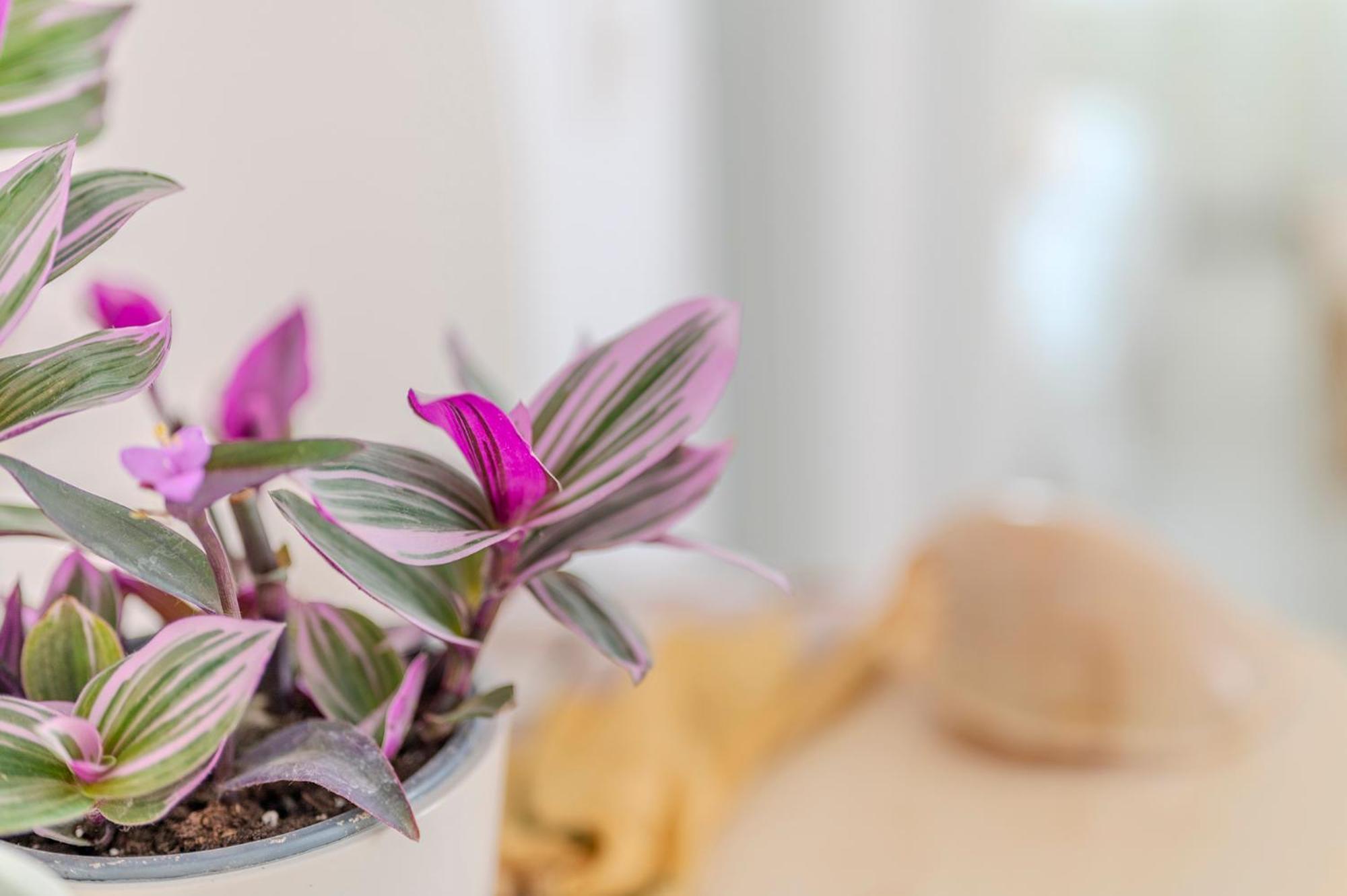 Stamatia Suites Asproválta Eksteriør billede